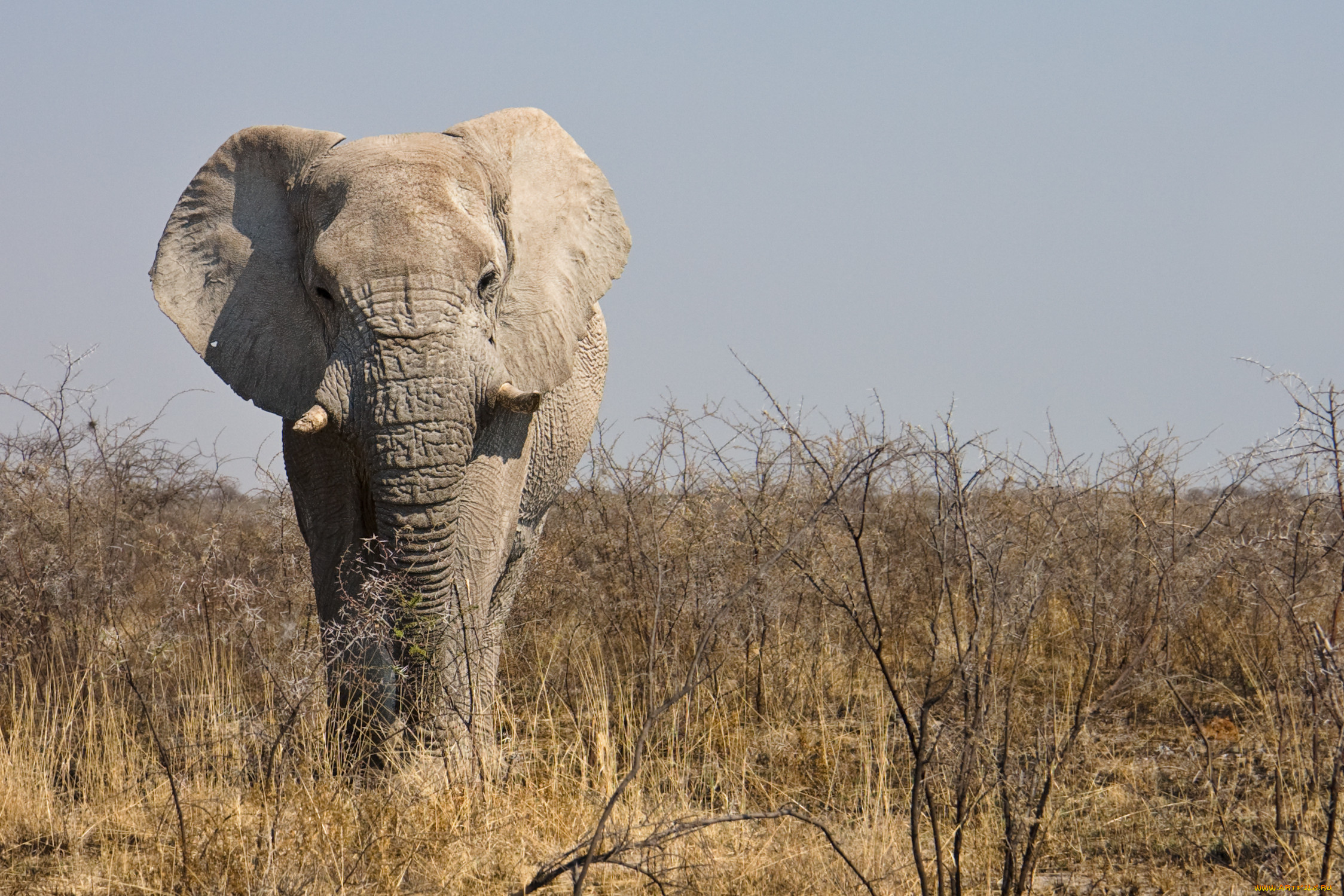 , , , , , , , etosha, national, park, , , 